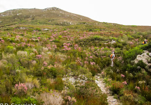 Strandveld Hiking Club Notice